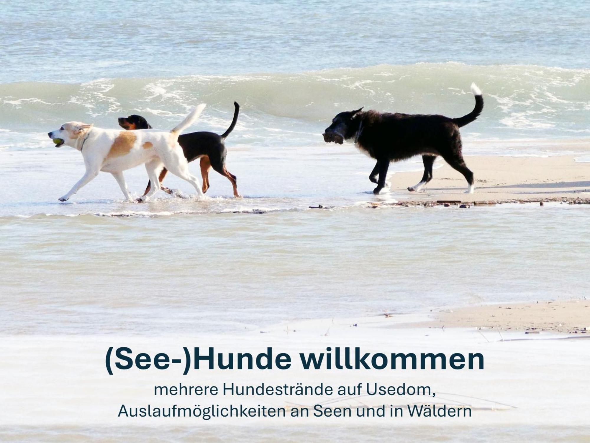 Ferienwohnung Ursel Heringsdorf  Esterno foto
